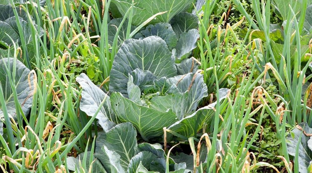 Rows of onions and cabbage across a wider field