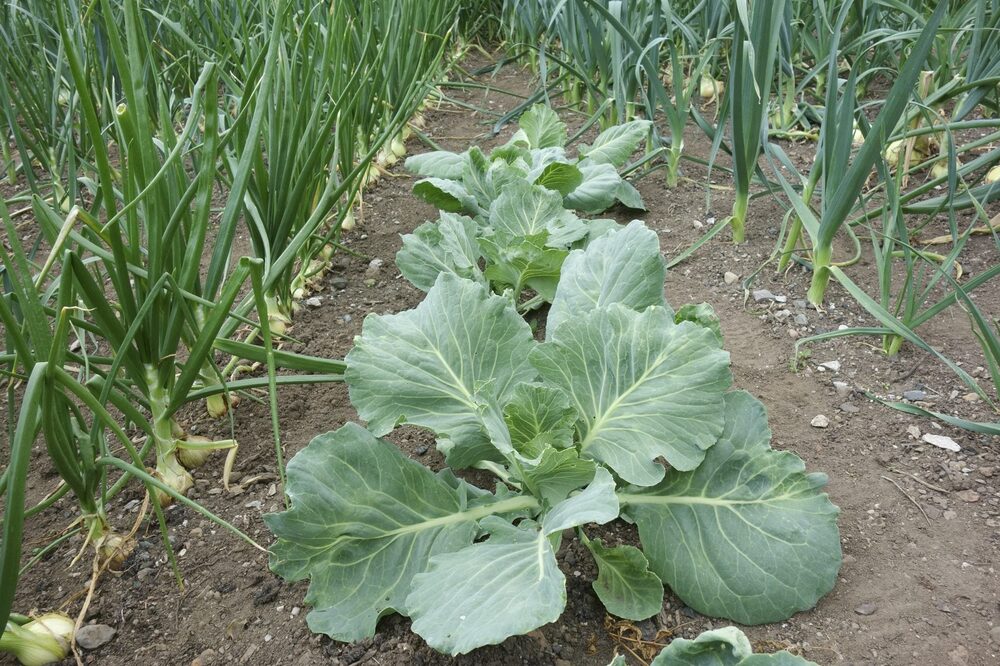 Cabbage growing in an Insansu field
