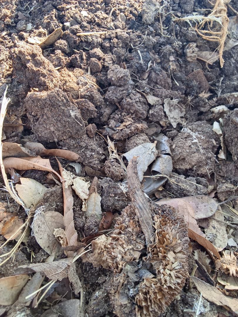 Dark crumbly compost with manure and leaves breaking down