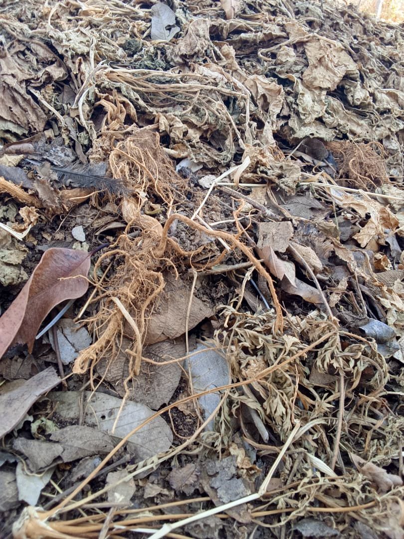 Close-up of dry leaves and grass roots in the compost pile