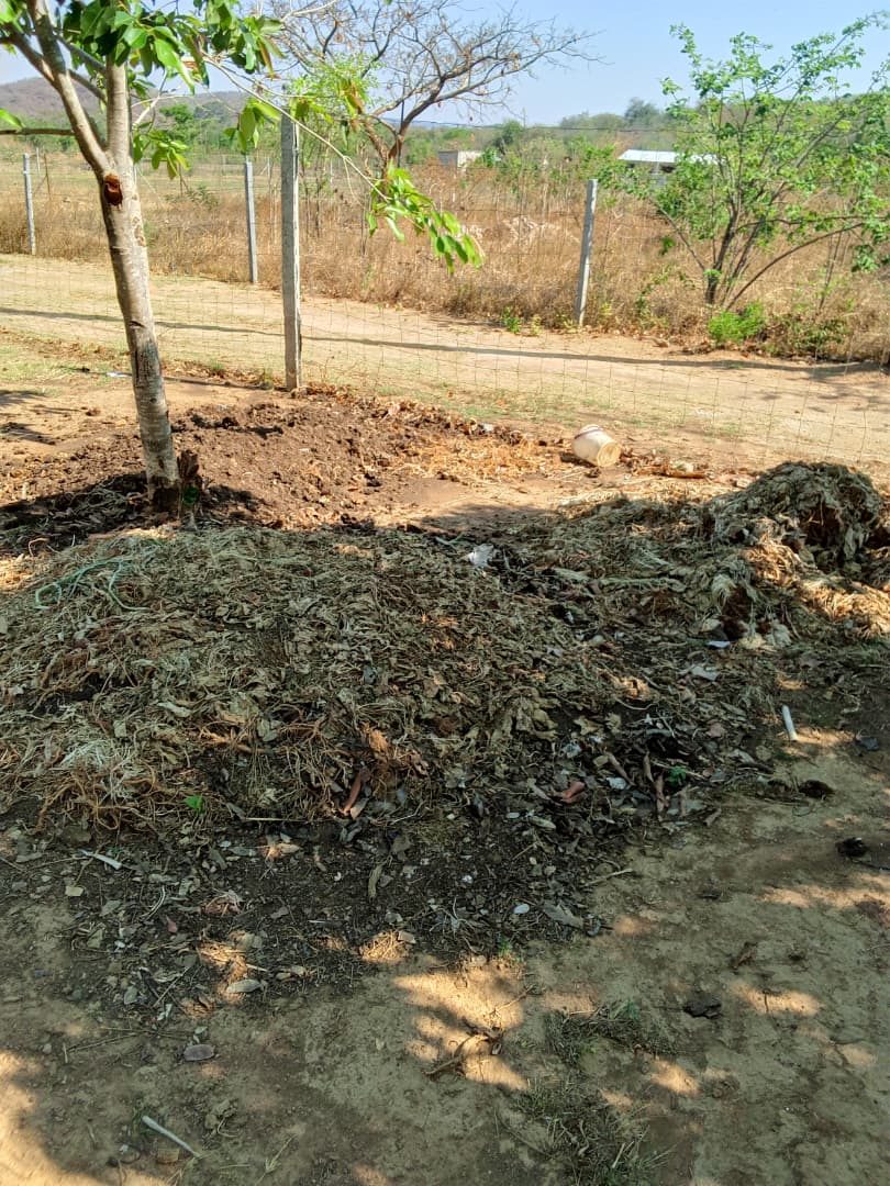 Our compost pile at the farm, next to a young tree