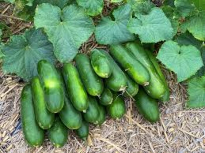 Cucumbers ready for harvest