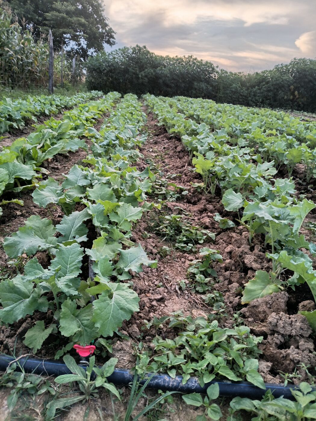 Young leafy crops along the drip lines