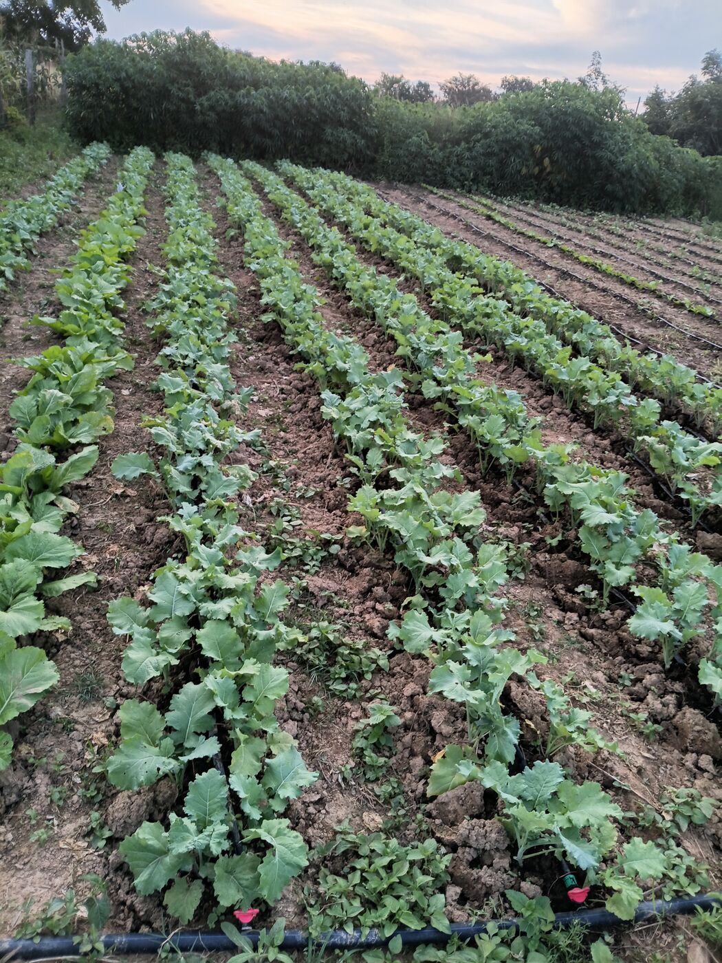 Crops growing along drip irrigation lines at Chipongwe