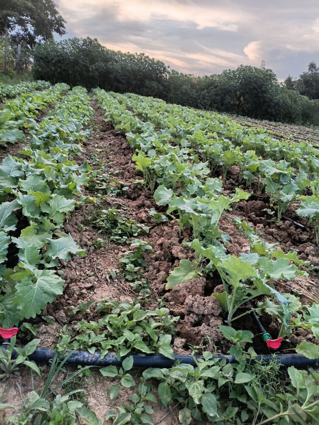 Vegetable rows running up the slope of the field