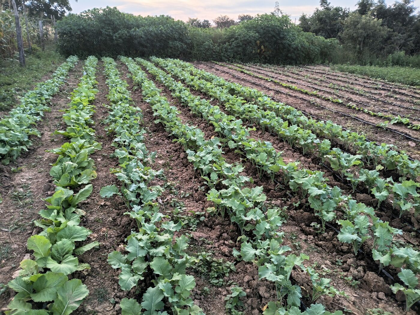 Drip-irrigated rows of vegetables at the Insansu farm in Chipongwe, Kafue