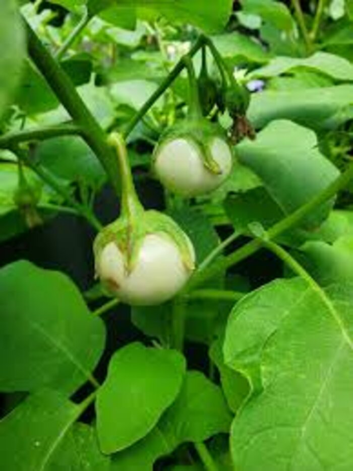 Impwa growing on the vine