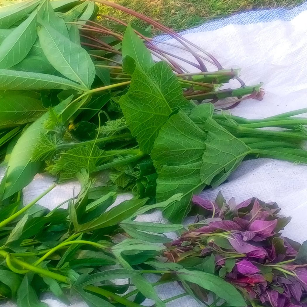 Freshly harvested indigenous leafy vegetables: cassava leaves, pumpkin leaves, sweet potato leaves and purple amaranth