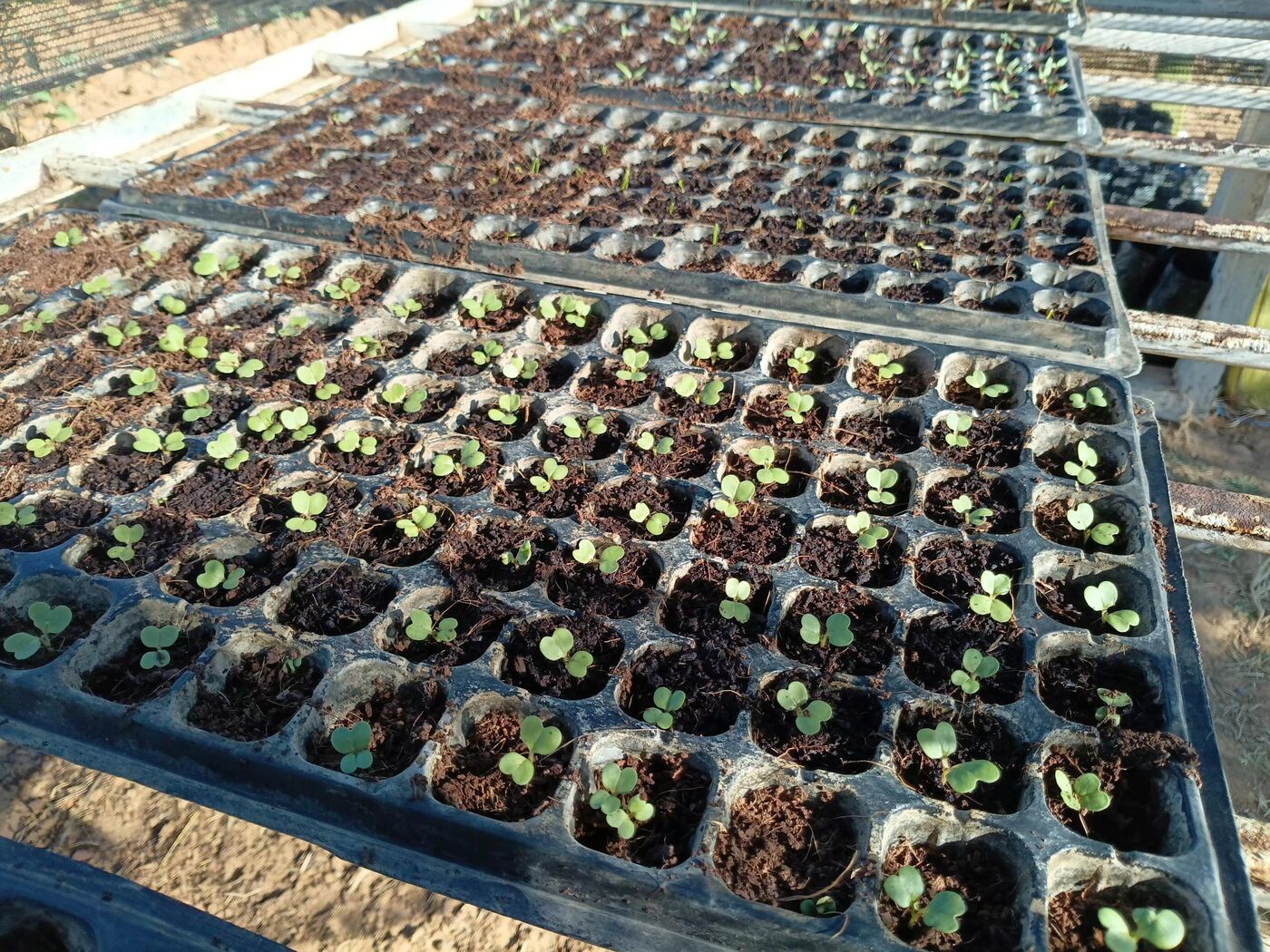 Seedlings growing in trays at the Insansu nursery