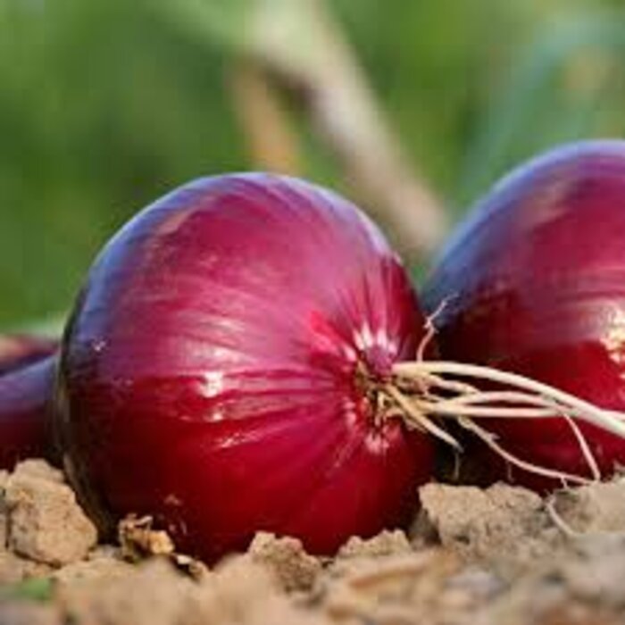 Red onions from an Insansu field