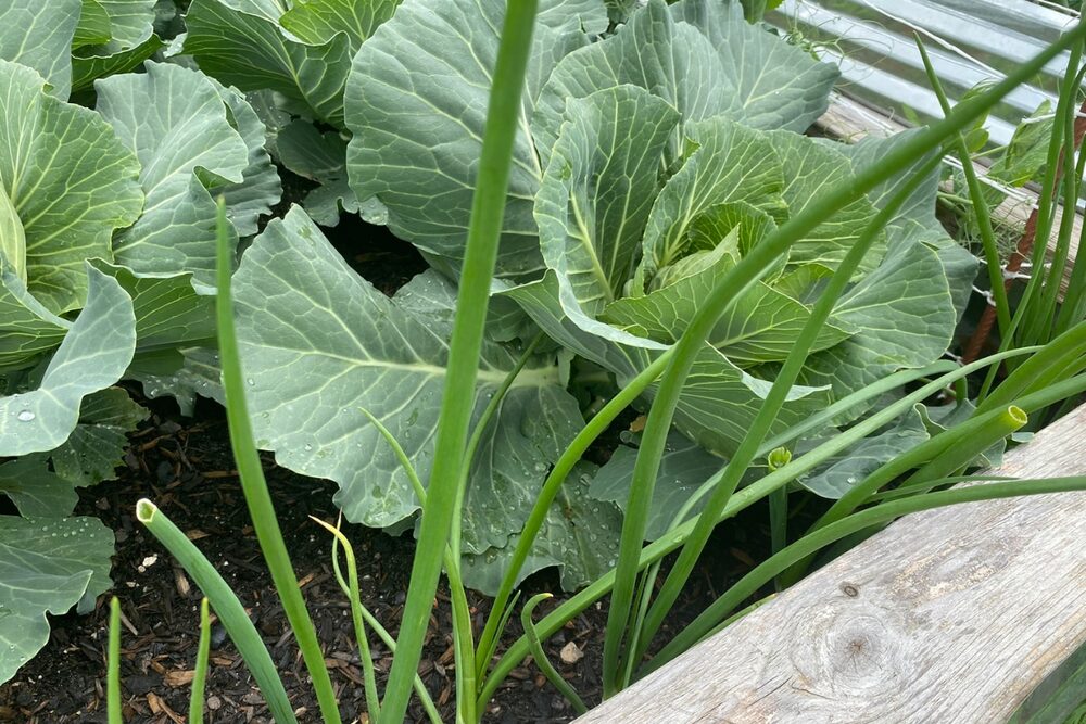 Cabbage and onions growing together in the same bed