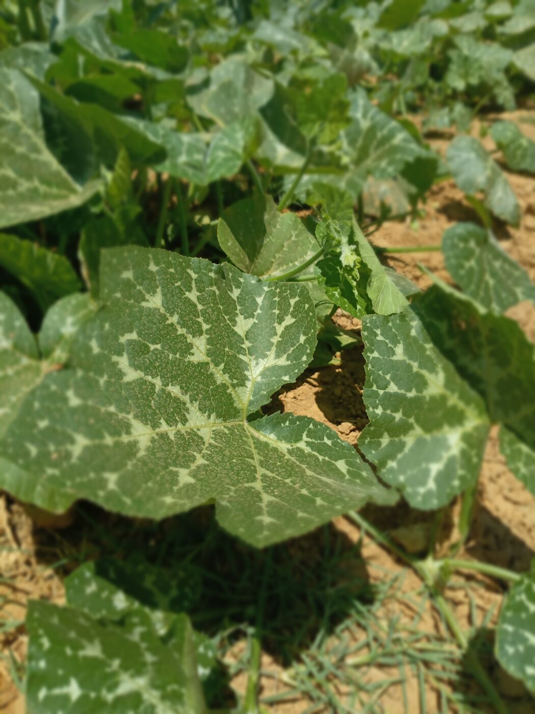 Pumpkin leaves growing in the field