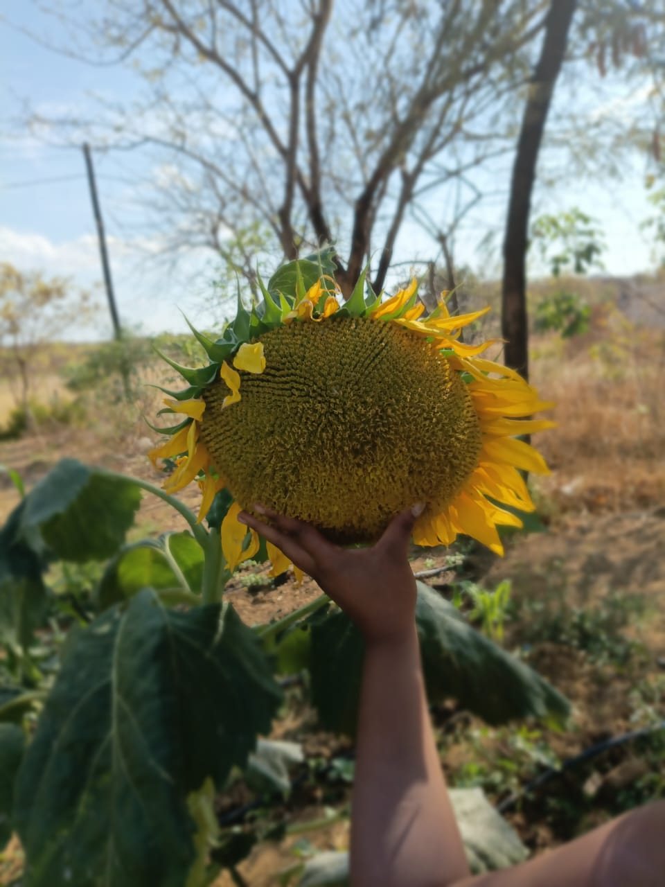 A sunflower in full bloom, grown as a compost demonstration plant at the Insansu farm