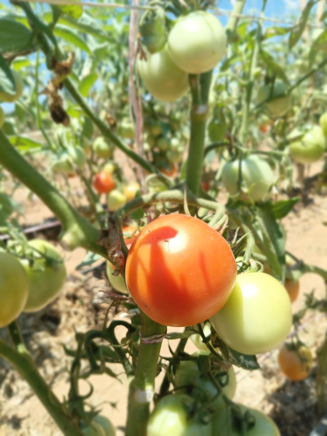 Tomatoes ripening in the field
