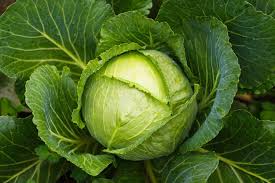 cabbage